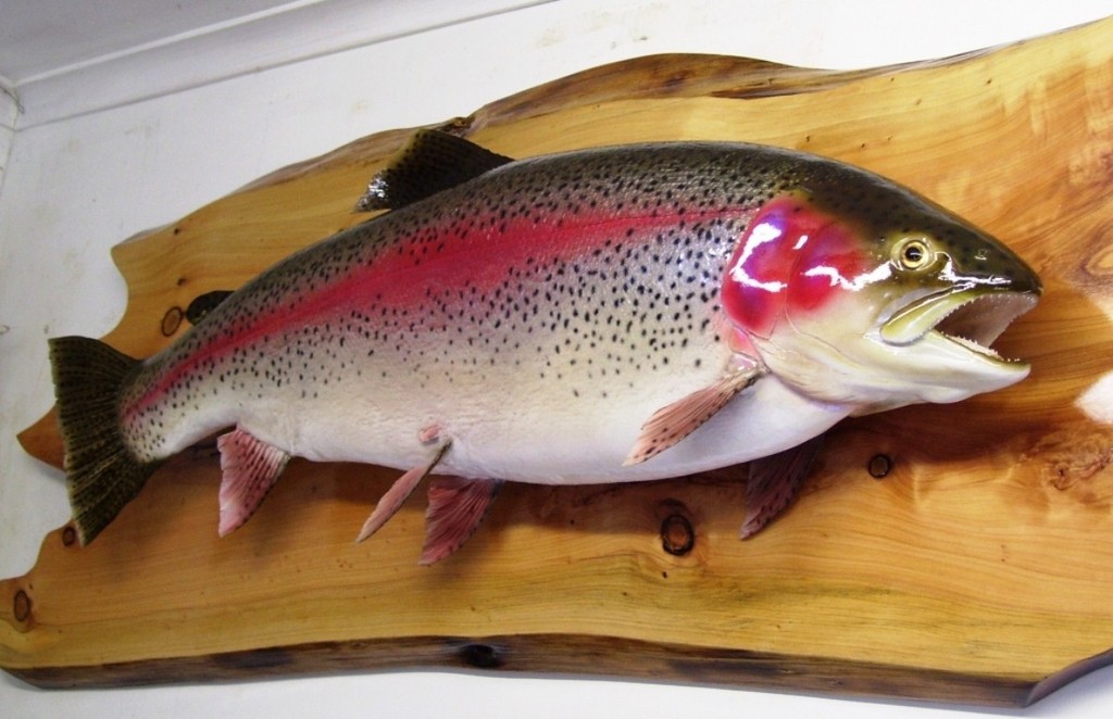 Rainbow trout mount © Carl Hyland